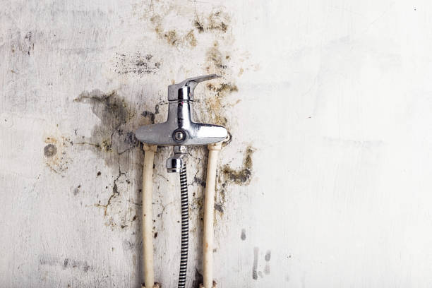 Best Affordable Mold Removal  in Butler, NJ