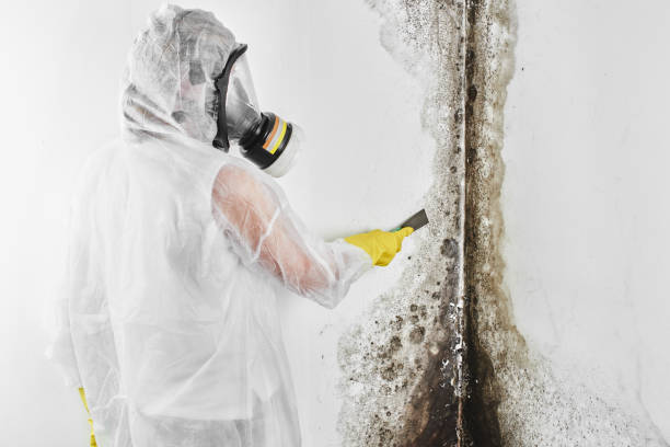 Best Affordable Mold Removal  in Butler, NJ
