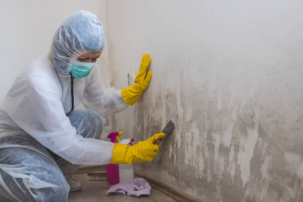 Best Toxic Mold Removal  in Butler, NJ