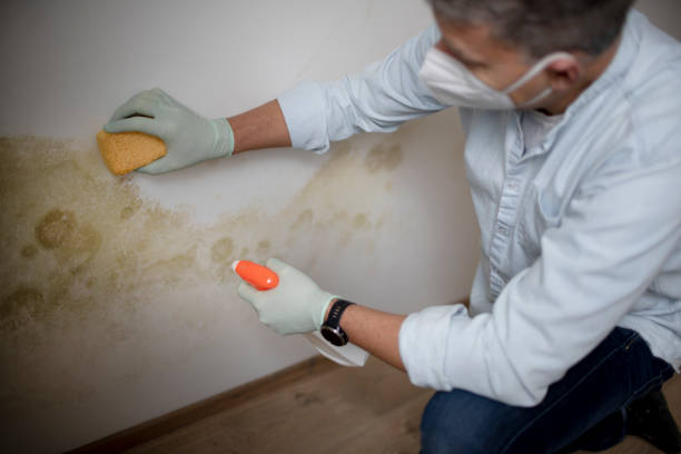 Best Local Mold Removal Service  in Butler, NJ