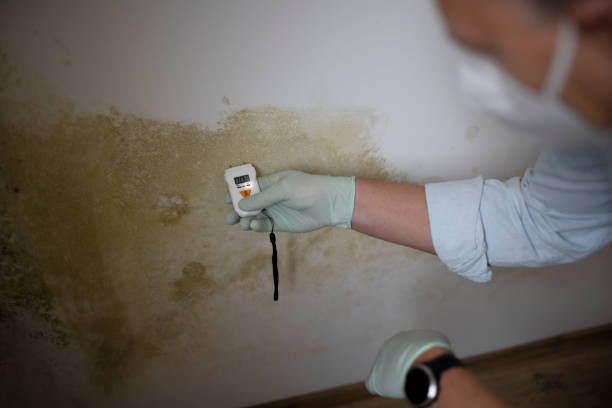 Home Mold Removal in Butler, NJ