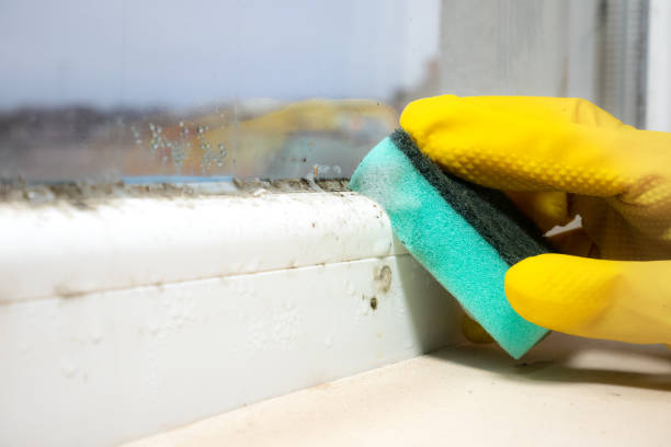 Best Professional Mold Removal  in Butler, NJ