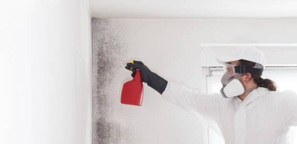 Reliable Butler, NJ Mold Removal Solutions