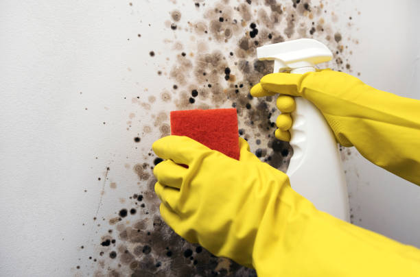 Best Certified Mold Removal  in Butler, NJ