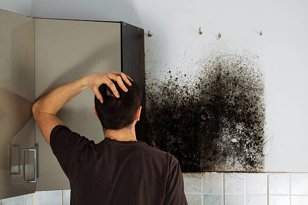 Mold Testing and Removal in Butler, NJ